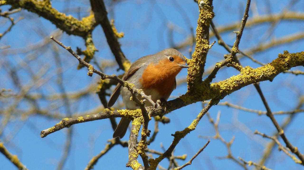 Fauna de la Garrotxa