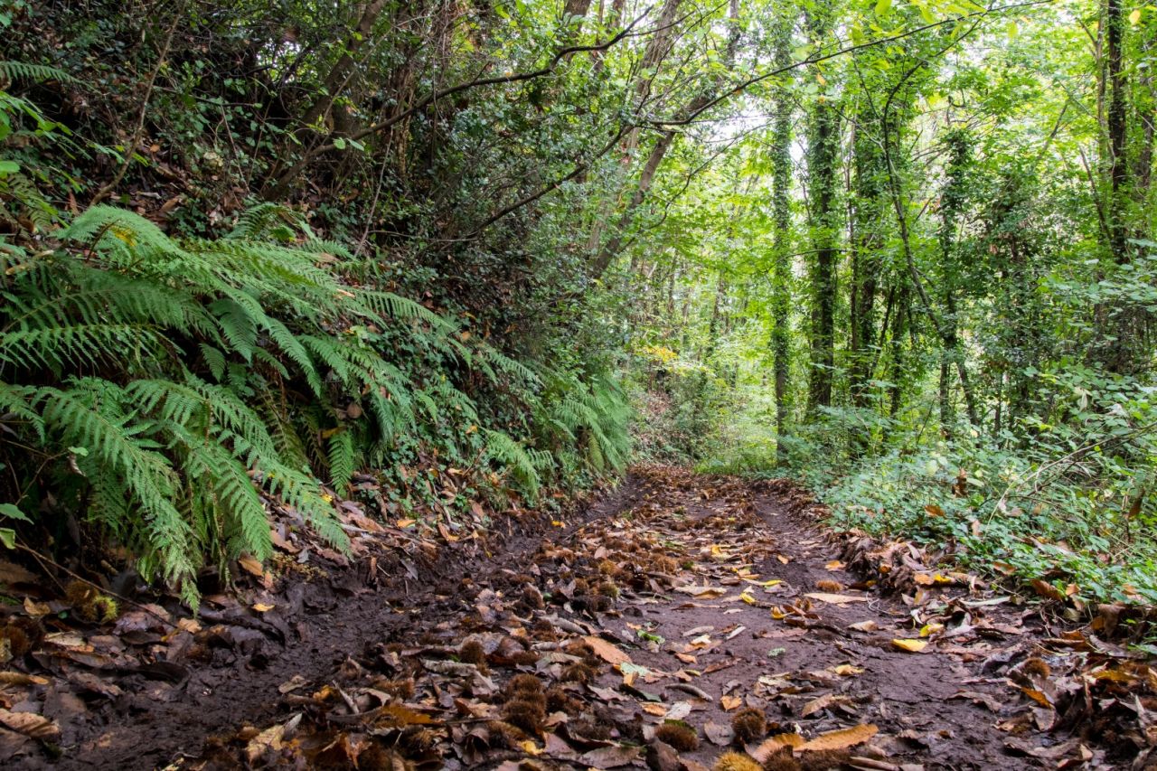 Etapa 1. Olot - Santa Pau en BTT