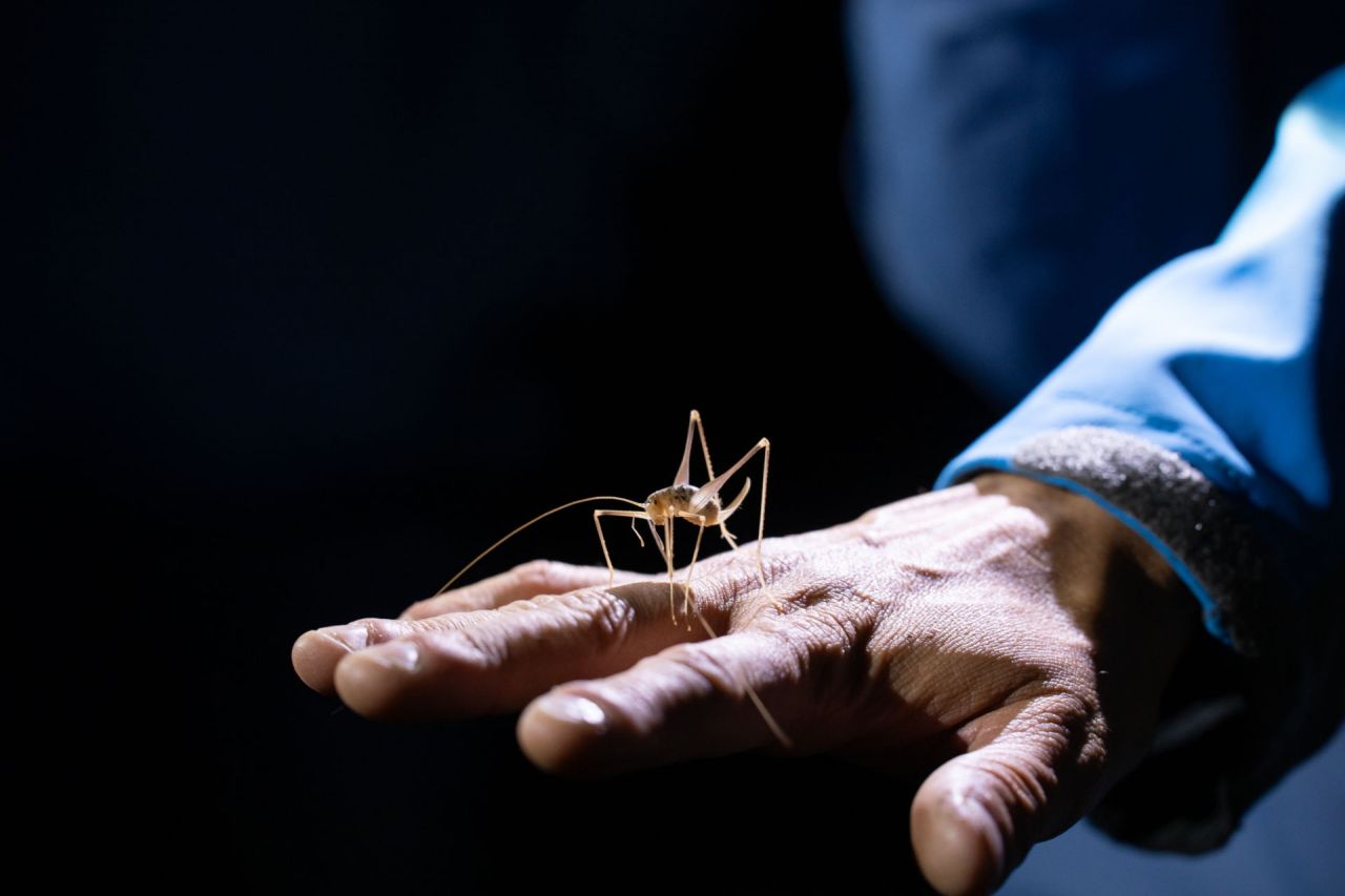 Octubre: bestioles de nit