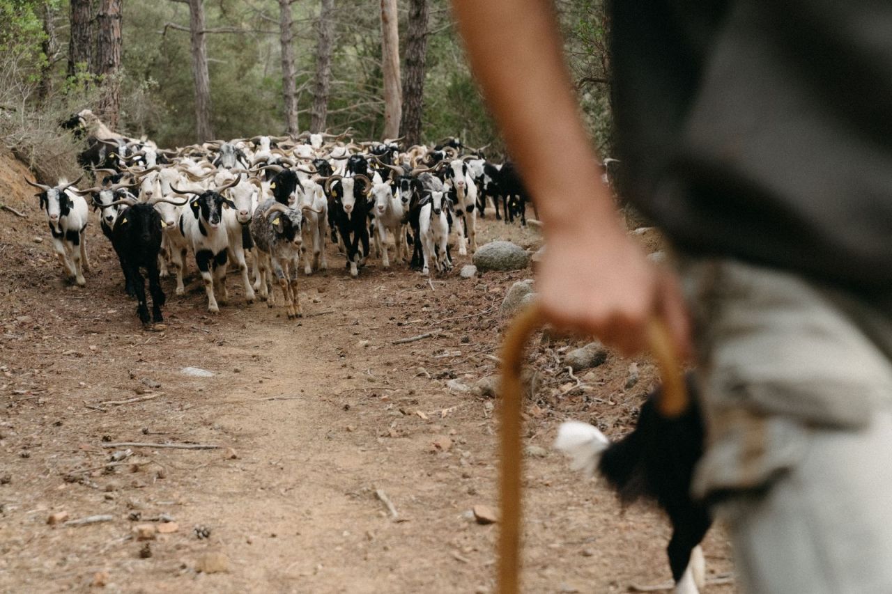 S'estrena “Ramats de Foc a Taula” per unir la cuina de proximitat amb la gestió del territori